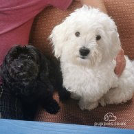 Bichon Frise - Both