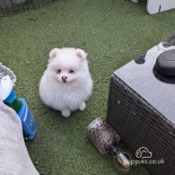 Pomeranian - Both