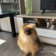 Pomeranian