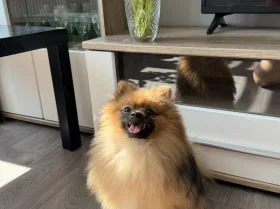 Pomeranian