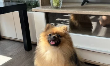 Pomeranian