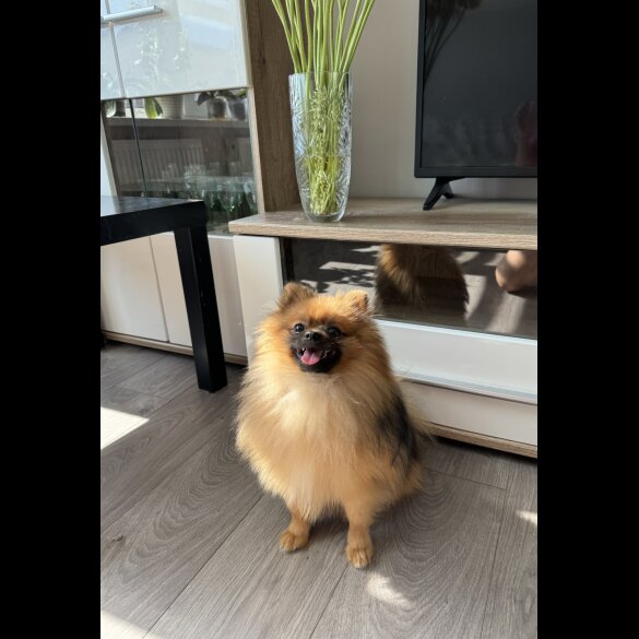 Pomeranian