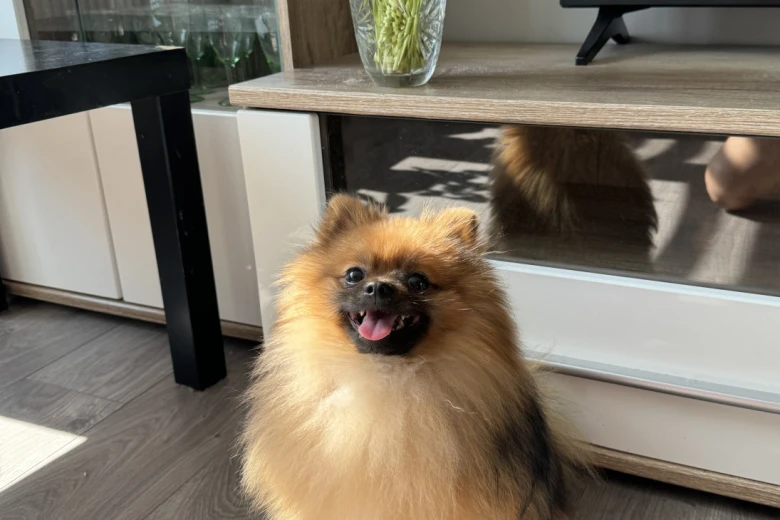 Pomeranian