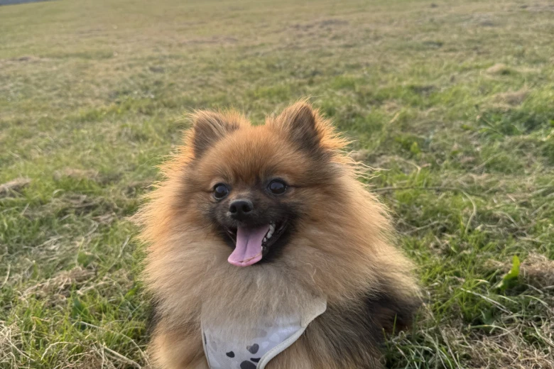 Pomeranian