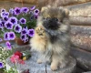 Pomeranian