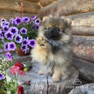 Pomeranian