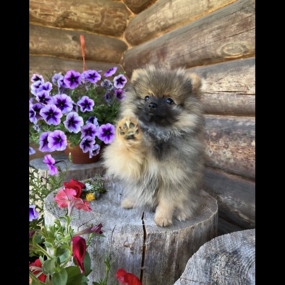 Pomeranian