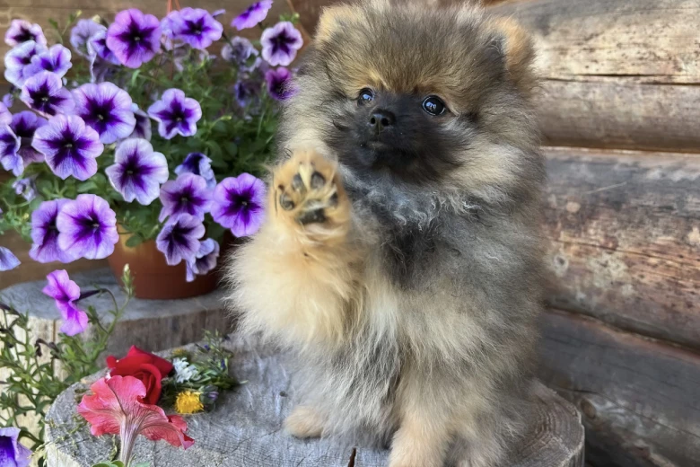 Pomeranian