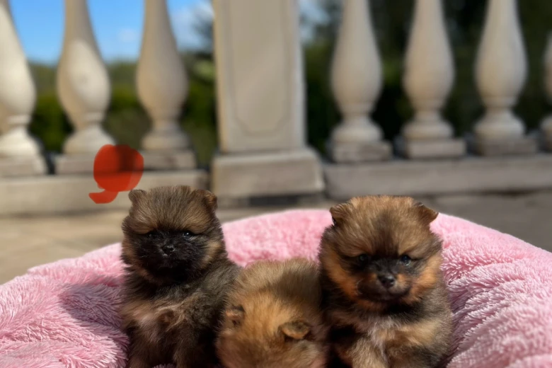 Pomeranian