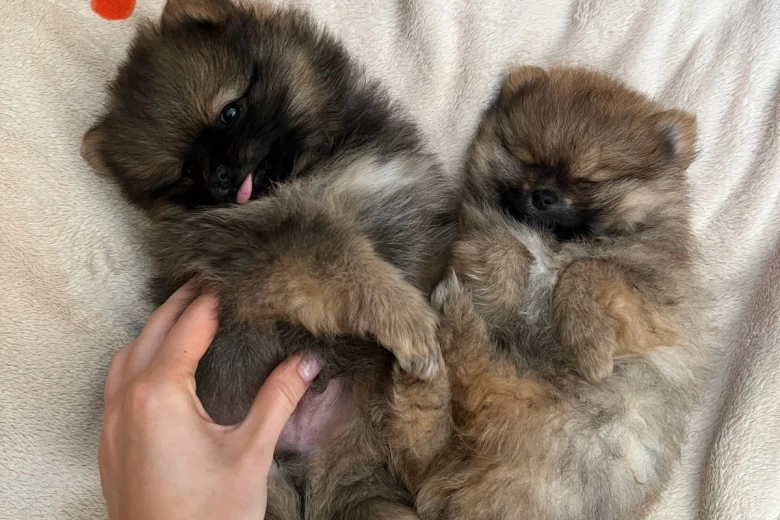 Pomeranian