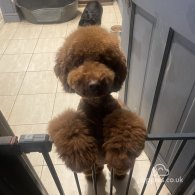 Miniature Poodle - Both