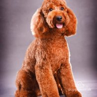 Miniature Poodle - Both