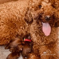 Miniature Poodle - Both