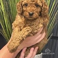 Miniature Poodle - Both