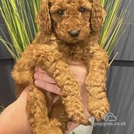 Miniature Poodle - Both