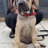 Presa Canario - Both