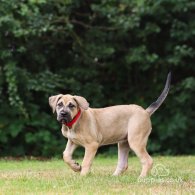 Presa Canario - Both