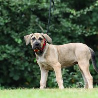 Presa Canario - Both