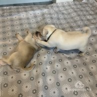 Pug - Both