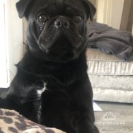 Pug