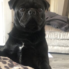 Pug