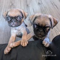 Pug - Both