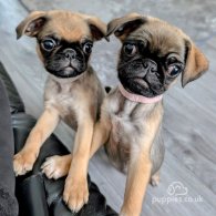 Pug - Both