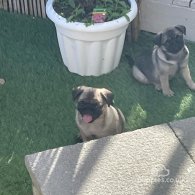 Pug - Both