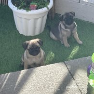 Pug - Both