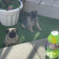 Pug - Both