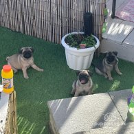 Pug - Both