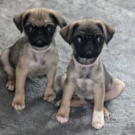 Pug - Both