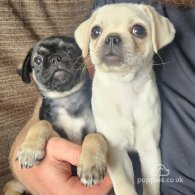 Pug - Both