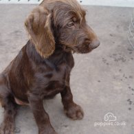 Rhodesian Ridgeback - Both