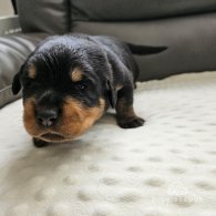 Rottweiler - Both