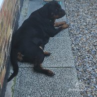 Rottweiler - Both