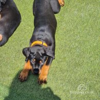 Rottweiler - Both