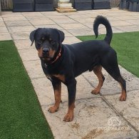 Rottweiler - Both