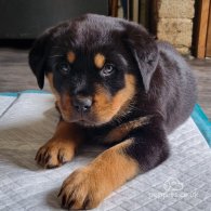 Rottweiler - Both