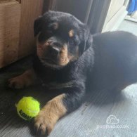 Rottweiler - Both