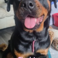 Rottweiler - Both