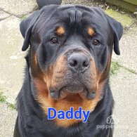 Rottweiler - Both