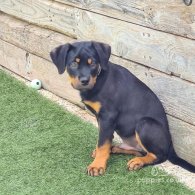 Rottweiler - Both