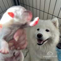 Samoyed - Both