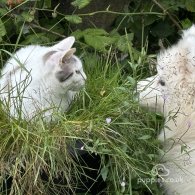 Samoyed - Both