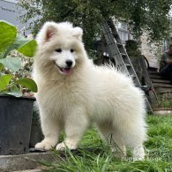 Samoyed - Both