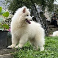 Samoyed - Both