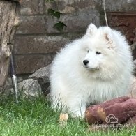 Samoyed - Both