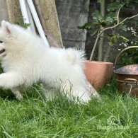 Samoyed - Both