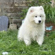 Samoyed - Both